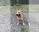 Tedi Gurl - Female Siberian Husky-Unknown Mix Dog for Adoption - Small photo