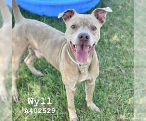 American Pit Bull Terrier-Unknown Mix Dogs for adoption in Conroe, TX, USA