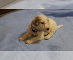 Small Photo #19 Goldendoodle Puppy For Sale in ALBION, IN, USA