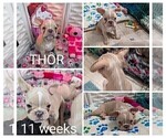 Small Photo #88 French Bulldog Puppy For Sale in MCKINLEYVILLE, CA, USA