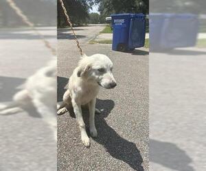 Great Pyrenees-Unknown Mix Dogs for adoption in Houston, TX, USA