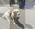 Small Great Pyrenees Mix
