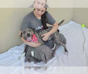 Biscotti (In Foster) - Female Mutt Dog for Adoption - Photo #3