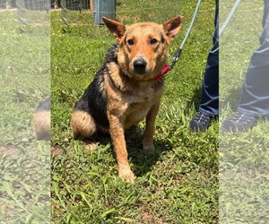 German Shepherd Dog-Unknown Mix Dogs for adoption in Rustburg, VA, USA