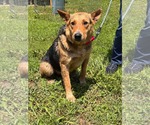 Small German Shepherd Dog Mix