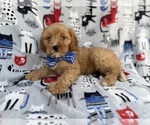 Small #5 Cavapoo (Miniature)