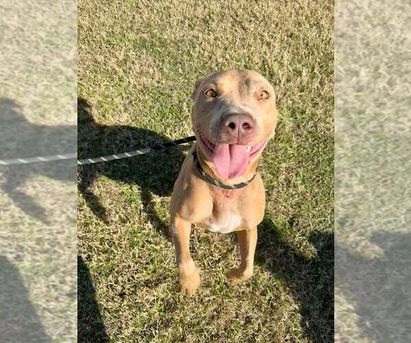 Medium Photo #3 Mutt Puppy For Sale in Abbeville, LA, USA