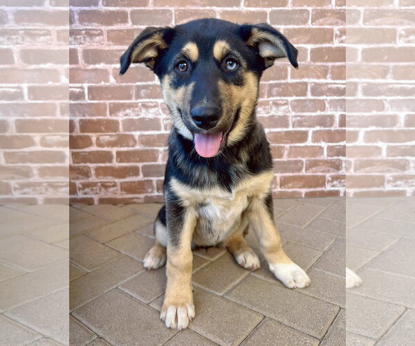 Medium Photo #2 Gerberian Shepsky Puppy For Sale in Corona, CA, USA