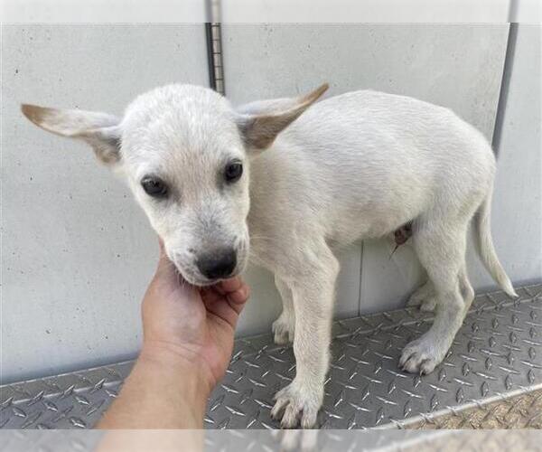 Medium Photo #1 Labrador Retriever Puppy For Sale in Houston, TX, USA