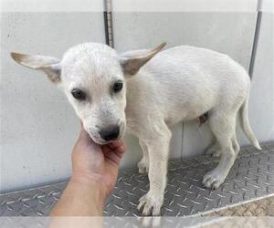 Labrador Retriever Dogs for adoption in Houston, TX, USA