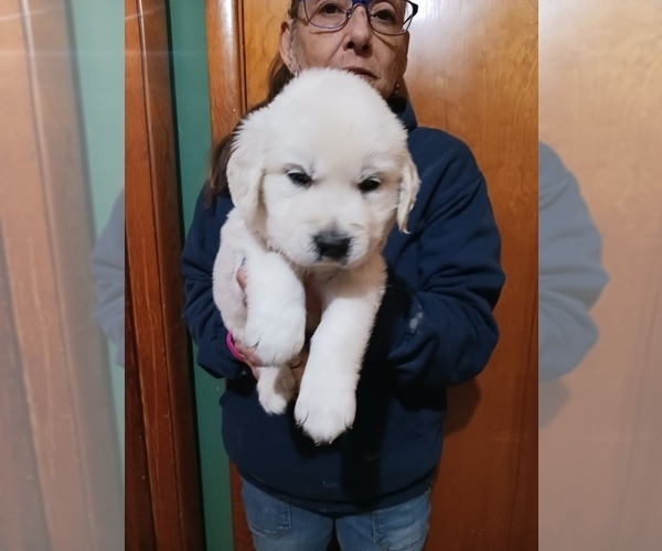Medium Photo #12 English Cream Golden Retriever Puppy For Sale in NORTHWOOD, OH, USA