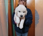 Small #11 English Cream Golden Retriever