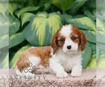 Small #3 Cavalier King Charles Spaniel