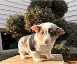 Small #1 Pembroke Welsh Corgi