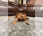 Small #2 American Pit Bull Terrier-Labrador Retriever Mix