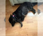 Small #8 Border Collie Mix