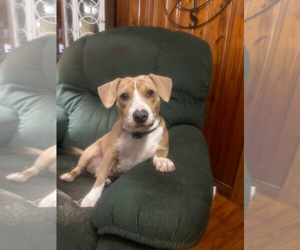 Medium Photo #4 Beagle-Unknown Mix Puppy For Sale in Ocean Springs, MS, USA