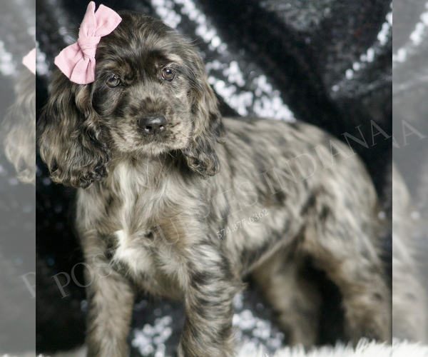 Medium Photo #3 Cocker Spaniel Puppy For Sale in WARSAW, IN, USA