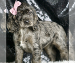 Small #2 Cocker Spaniel