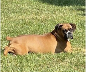 Mother of the Boxer puppies born on 07/29/2025