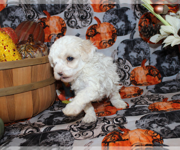Medium Photo #16 Poodle (Toy) Puppy For Sale in CHANUTE, KS, USA