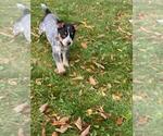 Small Photo #3 Australian Cattle Dog Puppy For Sale in NEW YORK MILLS, MN, USA