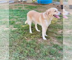 Small #1 Labrador Retriever Mix