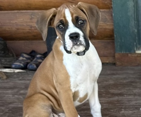 Medium Photo #32 Boxer Puppy For Sale in STRUM, WI, USA