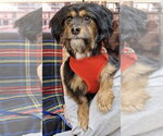 Small Photo #2 Colonial Cocker Spaniel-Dachshund Mix Puppy For Sale in Mundelein, IL, USA
