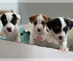 Small Photo #5 Jack Russell Terrier Puppy For Sale in HAYMARKET, VA, USA