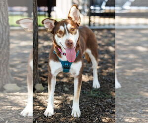 Collie-Huskies  Mix Dogs for adoption in McKinney, TX, USA
