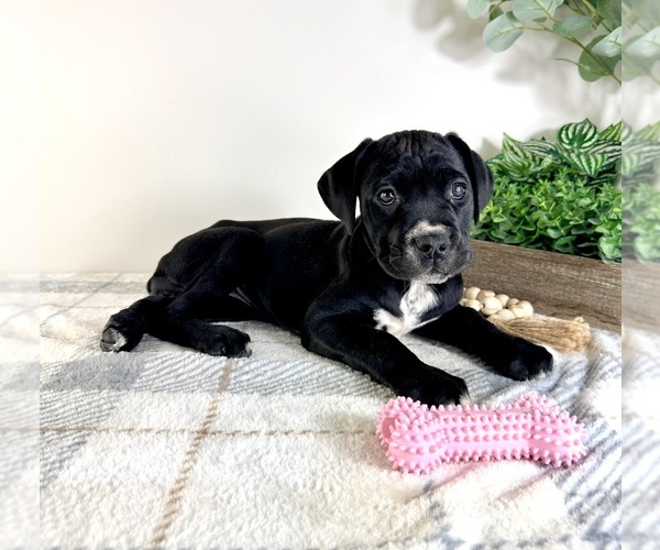 Medium Photo #6 Cane Corso Puppy For Sale in GREENFIELD, IN, USA