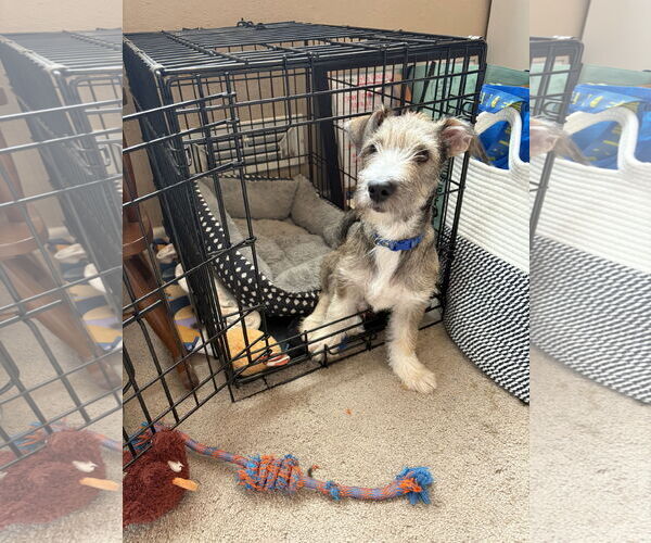 Medium Photo #9 Jack Russell Terrier-Unknown Mix Puppy For Sale in Virginia Beach, VA, USA