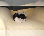 Small Photo #39 Border Collie Puppy For Sale in AIKEN, SC, USA