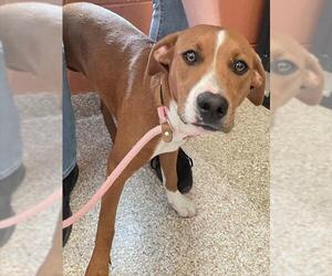 Boxer-Unknown Mix Dogs for adoption in Pueblo, CO, USA