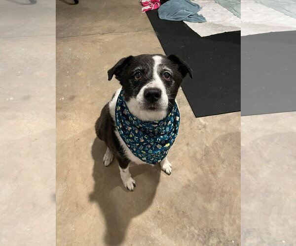 Medium Photo #4 Border Collie Puppy For Sale in Stratham, NH, USA