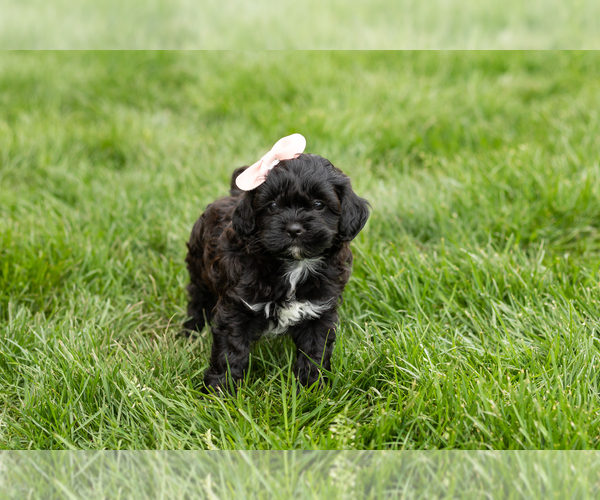 Medium Photo #2 Shih-Poo Puppy For Sale in NAPPANEE, IN, USA