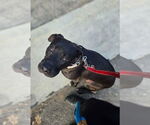 Small #1 American Staffordshire Terrier Mix