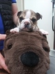 Small Photo #11 Bulldog Puppy For Sale in PLANO, TX, USA