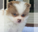 Small #15 Pomeranian