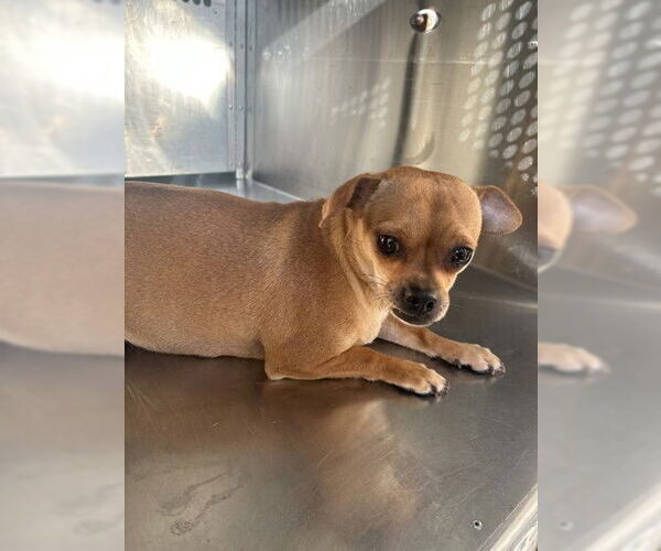 Medium Photo #7 Chihuahua Puppy For Sale in Oak Bluffs, MA, USA