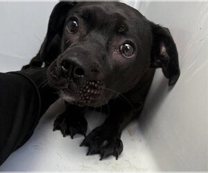 Labrador Retriever-Pug Mix Dogs for adoption in Houston, TX, USA