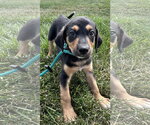 Small #3 Mutt