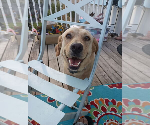 Medium Photo #4 Mutt Puppy For Sale in Salt Lake City, UT, USA