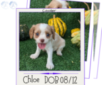 Puppy Chloe Cavalier King Charles Spaniel