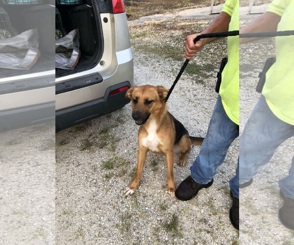 Medium Photo #2 Mutt Puppy For Sale in Stover, MO, USA