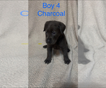 Small #2 Labrador Retriever