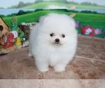 Small Photo #1 Pomeranian Puppy For Sale in DALLAS, TX, USA