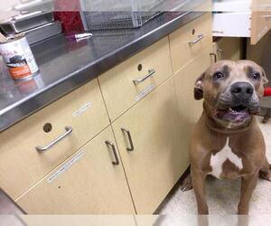 Mutt Dogs for adoption in Riverside, CA, USA