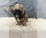 Small Photo #40 Shih Tzu Puppy For Sale in SAINT AUGUSTINE, FL, USA